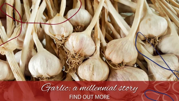 copertina storia aglio