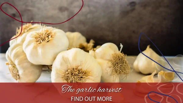 copertina raccolta aglio