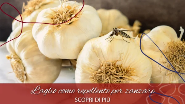 copertina aglio e zanzare